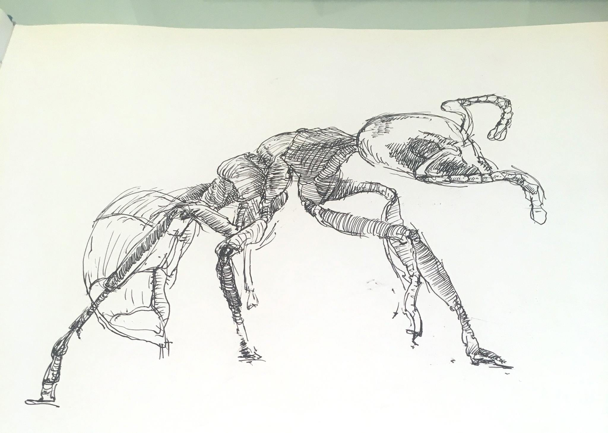 Drawing ants today